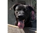 Adopt Devo a Black Labrador Retriever / Cane Corso / Mixed dog in Riverview