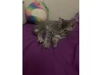 Adopt Simba a Gray, Blue or Silver Tabby Domestic Mediumhair / Mixed (medium