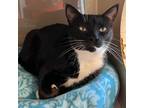Adopt Rainbow a All Black Domestic Shorthair / Mixed cat in Westminster