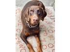Adopt COOPER a Red/Golden/Orange/Chestnut Doberman Pinscher / Mixed dog in