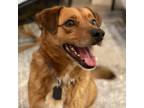 Adopt Rowan a Retriever (Unknown Type) / Mixed dog in Fairfax Station