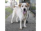 Adopt FAYE a Mixed Breed, Australian Cattle Dog / Blue Heeler