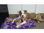 Adopt Gilbert a Brown/Chocolate - with White Pit Bull Terrier / Mixed dog in