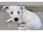 Adopt ELSA a Tricolor (Tan/Brown & Black & White) Husky / Shepherd (Unknown