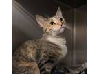 Adopt Vida a Gray or Blue Domestic Shorthair / Domestic Shorthair / Mixed cat in