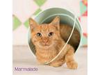 Adopt Marmalade a Orange or Red Domestic Shorthair / Mixed cat in Springfield