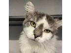 Adopt Marvel a White Domestic Longhair / Mixed cat in SHERIDAN, WY (38321559)