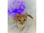 Adopt Peabody a Cream or Ivory (Mostly) Domestic Shorthair (short coat) cat in