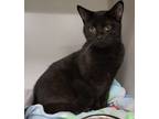 Adopt Leta a All Black Domestic Shorthair (short coat) cat in Pottsville