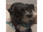 Adopt Rocky a Black - with White Terrier (Unknown Type, Medium) / Mixed dog in