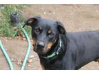 Adopt PHOENIX a Black - with Tan, Yellow or Fawn Doberman Pinscher / Rottweiler