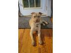 Adopt Bruce a Tan/Yellow/Fawn Pit Bull Terrier / Mixed dog in Zuni