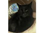 Adopt Molly a All Black Domestic Shorthair (short coat) cat in Pottsville