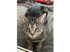 Adopt Beverly a Tiger Striped Domestic Shorthair (short coat) cat in Pottsville