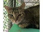 Adopt Poppy a Tiger Striped Domestic Shorthair (short coat) cat in Pottsville