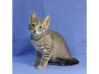 Adopt Dolly a Gray, Blue or Silver Tabby Domestic Shorthair (short coat) cat in