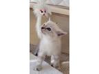 Adopt Sir Lancelot a White (Mostly) Siamese (short coat) cat in San Fernando