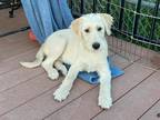 Adopt Adeline a Tan/Yellow/Fawn Labrador Retriever / Retriever (Unknown Type) /