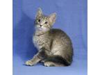 Adopt Dylan a Gray, Blue or Silver Tabby Domestic Shorthair (short coat) cat in