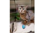 Adopt Myrtle a Brown or Chocolate Domestic Shorthair / Domestic Shorthair /