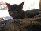 Adopt Max Cat a All Black Domestic Shorthair / Domestic Shorthair / Mixed cat in