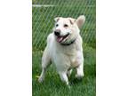 Adopt Sasha a White Shar Pei / Mixed dog in Indiana, PA (35893725)