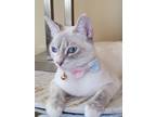 Adopt Queen Guinevere a White (Mostly) Siamese (short coat) cat in San Fernando
