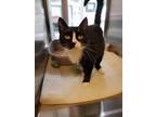 Adopt iMac a All Black Domestic Shorthair / Domestic Shorthair / Mixed cat in