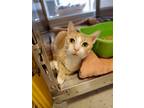 Adopt First Generation Ipod a Orange or Red Domestic Shorthair / Domestic