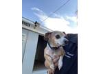 Adopt Charlie a Tan/Yellow/Fawn Mixed Breed (Small) / Mixed dog in Inverness
