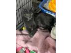 Adopt Harmony a Gray or Blue Domestic Shorthair (short coat) cat in Byron