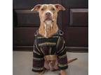 Adopt Mirko Y801 a Tan/Yellow/Fawn Pit Bull Terrier / Mixed dog in Allen