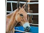 Adopt Roslyn a Chestnut/Sorrel Donkey/Mule/Burro/Hinny horse in Prescott