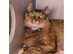 Adopt Polly a American Curl