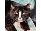 Adopt Marlo a All Black Domestic Shorthair / Mixed cat in SHERIDAN
