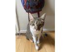 Adopt Cal a Calico or Dilute Calico American Shorthair / Mixed (short coat) cat