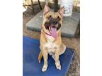 Adopt Kylo a Tan/Yellow/Fawn - with White Boxer / Mixed dog in Jamul