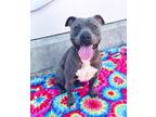Adopt TILLY a Pit Bull Terrier