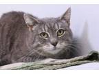 Adopt Junie B a Gray or Blue Domestic Shorthair / Domestic Shorthair / Mixed cat
