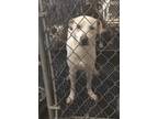 Adopt George a White - with Tan, Yellow or Fawn Labrador Retriever / Mixed Breed