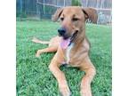 Adopt Adrien a Tan/Yellow/Fawn Retriever (Unknown Type) / Mixed Breed (Large) /