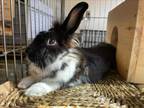 Adopt OLIVIA a Bunny Rabbit