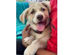 Adopt Adorable Hopes, 6 lab mix puppies 4 month old, females and males a Yellow