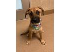 Adopt Grenada a Boxer, Coonhound