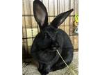 Adopt Star a Black Other/Unknown / Mixed (short coat) rabbit in Latrobe