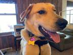 Adopt Curie a Labrador Retriever