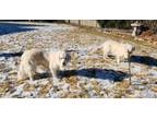 Adopt Lambert & Margerie a Golden Retriever