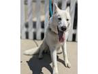 Adopt TUNDRA a White German Shepherd Dog / Mixed dog in Huntington Beach