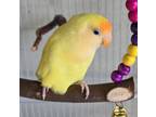 Adopt Cleo a Lovebird