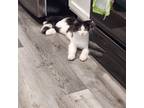 Adopt Arya a Black & White or Tuxedo Domestic Mediumhair (medium coat) cat in